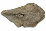 Fossil Ornithischian Dinosaur Bone Section - Montana #355114-1